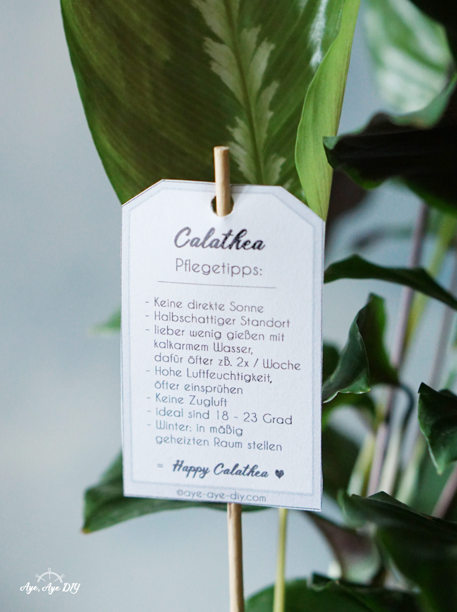 Calathea Pflege Pflanzenstecker