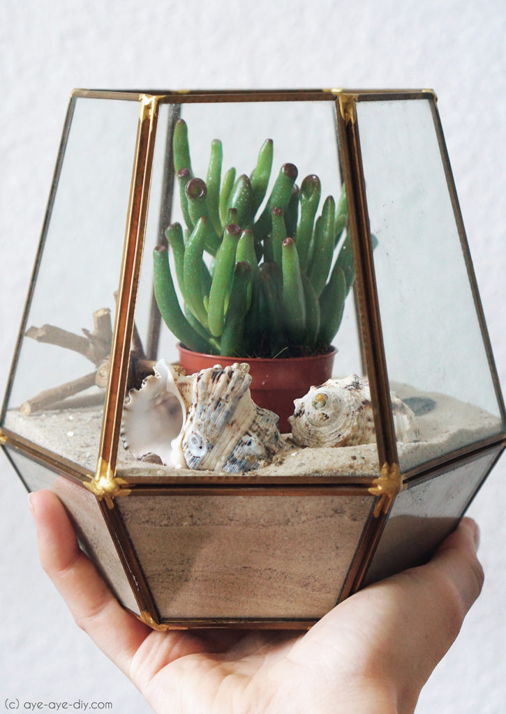 Muschel Deko Idee im Glas - DIY Terrarium mit Sukkulenten
